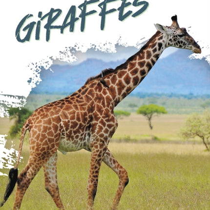 Natures Giants Giraffes