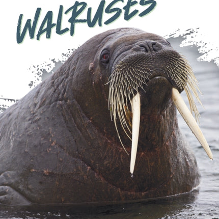 Walruses