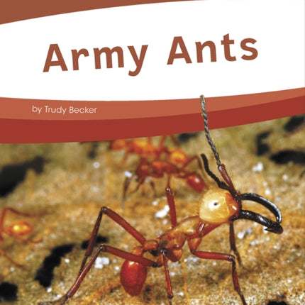 Bugs: Army Ants