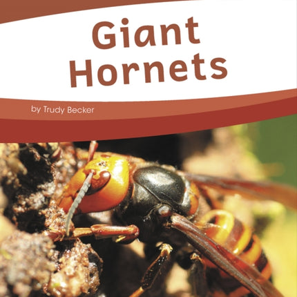 Bugs: Giant Hornets