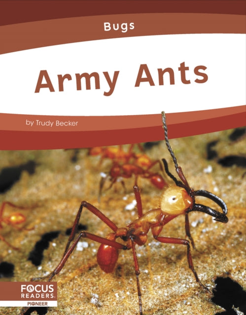 Bugs: Army Ants