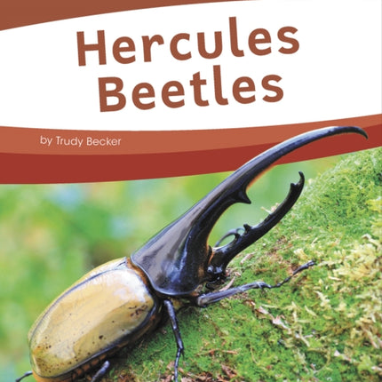 Bugs: Hercules Beetles