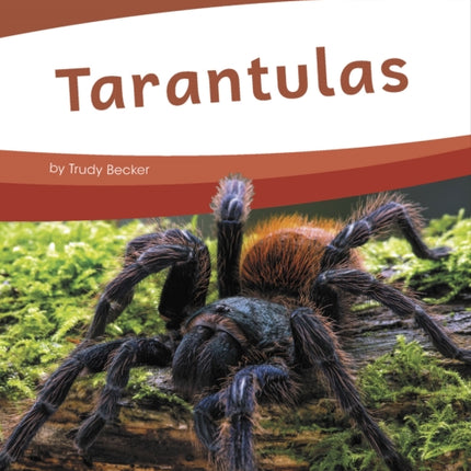 Bugs: Tarantulas