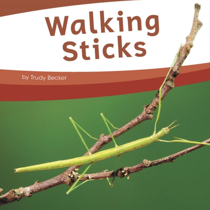 Bugs: Walking Sticks