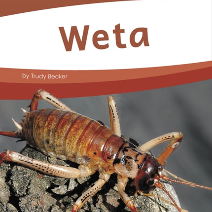 Bugs: Weta