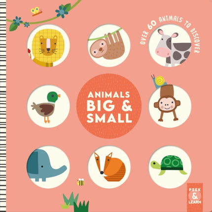 Animals Big  Small