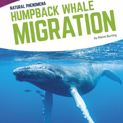 Natural Phenomena: Humpback Whale Migration