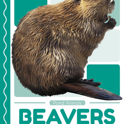 Pond Animals: Beavers