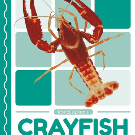 Pond Animals: Crayfish