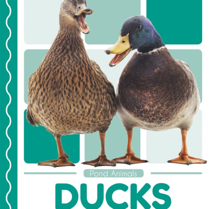 Pond Animals: Ducks