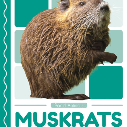 Pond Animals: Muskrats