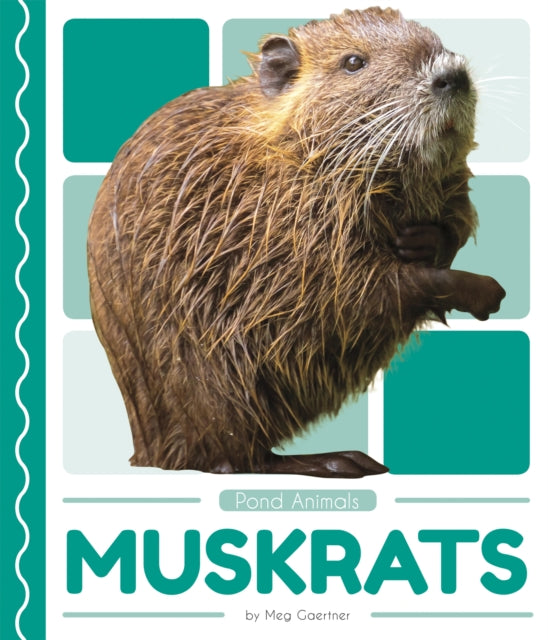 Pond Animals: Muskrats