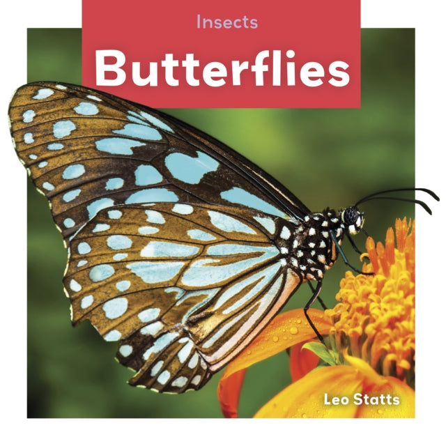 Insects: Butterflies