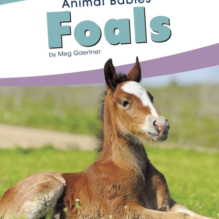 Animal Babies: Foals