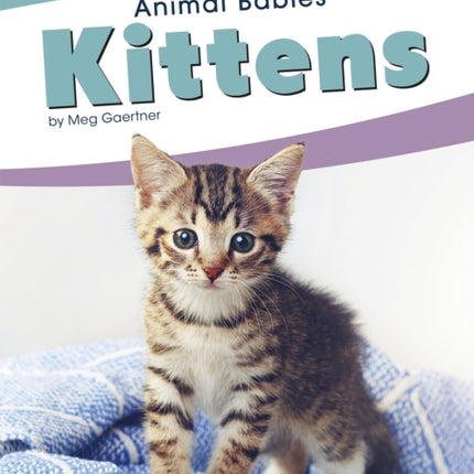 Animal Babies: Kittens