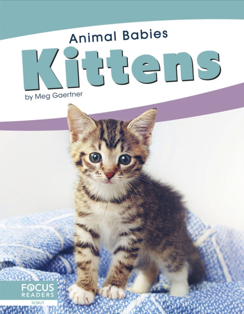 Animal Babies: Kittens