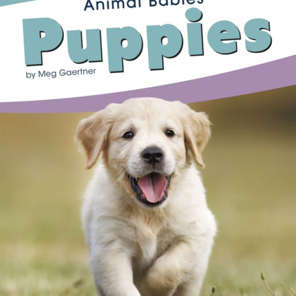 Animal Babies: Puppies