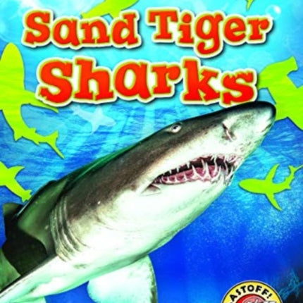 Sand Tiger Sharks