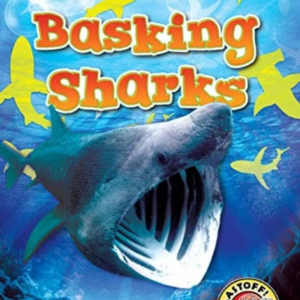 Basking Sharks