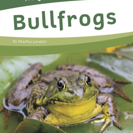 Neighborhood Safari: Bullfrogs