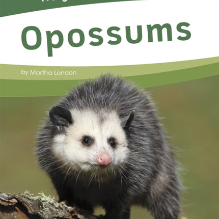 Neighborhood Safari: Opossums