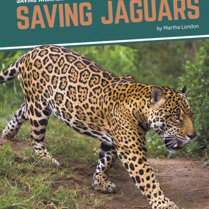 Saving Animals: Saving Jaguars