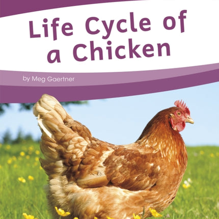 Life Cycles: Life Cycle of a Chicken