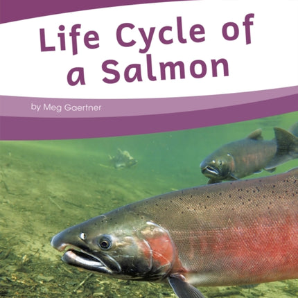 Life Cycles: Life Cycle of a Salmon