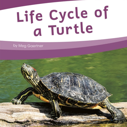 Life Cycles: Life Cycle of a Turtle