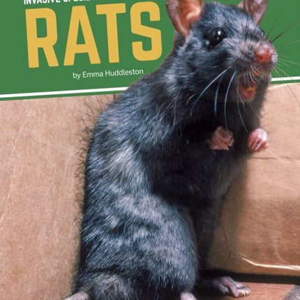 Invasive Species: Rats