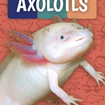 Weird and Wonderful Animals: Axolotls