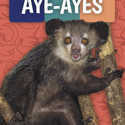 Weird and Wonderful Animals: Aye-Ayes