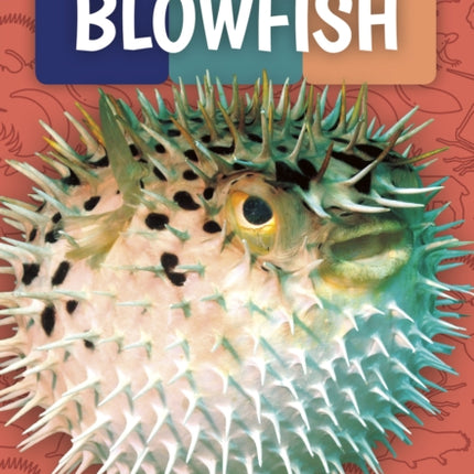 Weird and Wonderful Animals: Blowfish