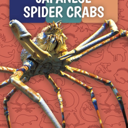 Weird and Wonderful Animals: Japanese Spider Crabs