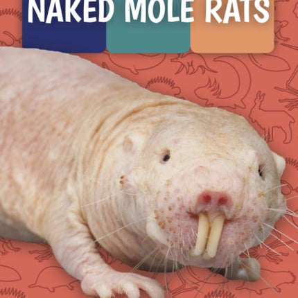 Weird and Wonderful Animals: Naked Mole Rats