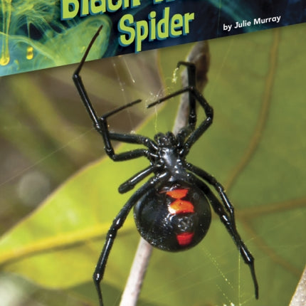 Animals with Venom: Black Widow Spider