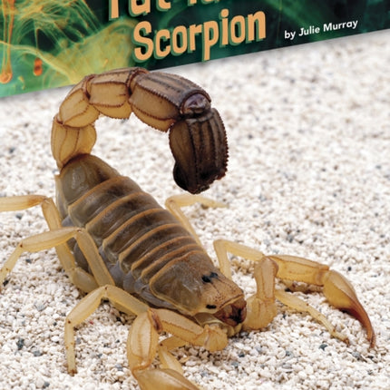 Animals with Venom: Fat-Tailed Scorpion