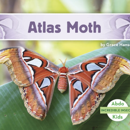 Incredible Insects: Atlas Moth