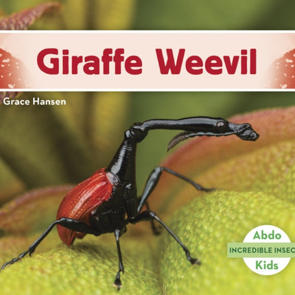 Incredible Insects: Giraffe Weevil