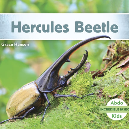 Incredible Insects: Hercules Beetle