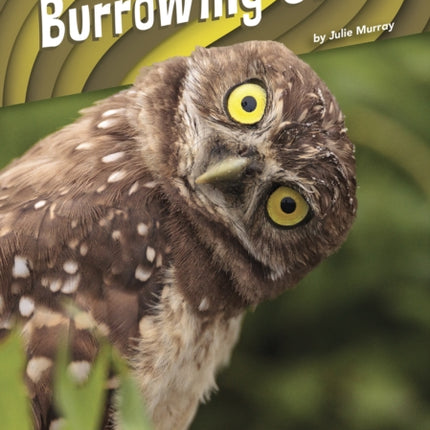 Animal Pranksters: Burrowing Owls