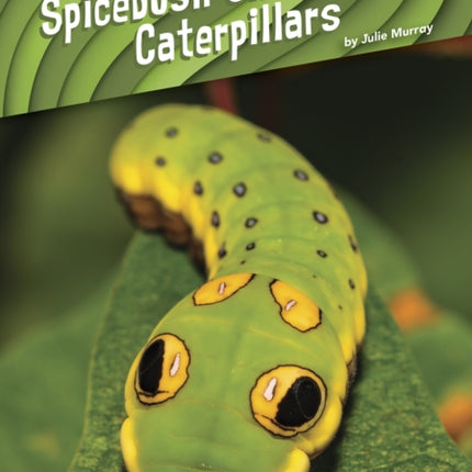 Animal Pranksters: Spicebush Swallowtail Caterpillars