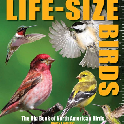 Life-Size Birds: The Big Book of North American