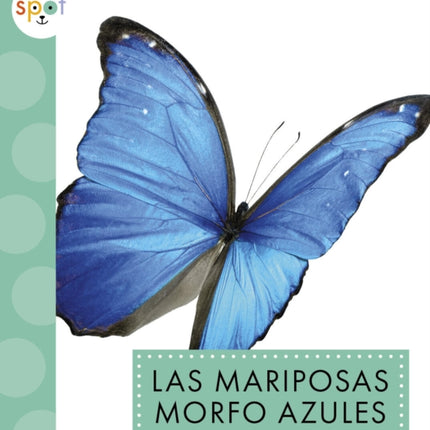 Las Mariposas Morfo Azules