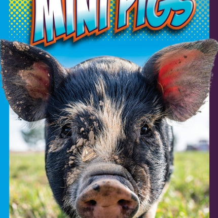 Mini Pigs