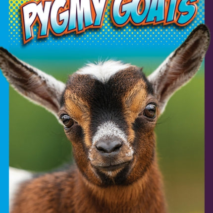 Pygmy Goats