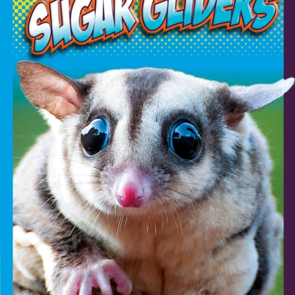 Sugar Gliders