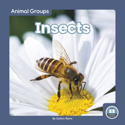 Animal Groups: Insects