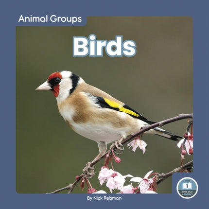 Animal Groups: Birds