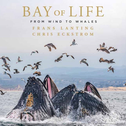 Bay of Life: From Wind to Whales